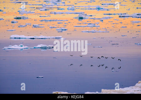 Brunnich's Guillimots (Uria lomvia) volare basso sul mare di ghiaccio sulla costa orientale su Arctic sera d'estate. Isola Spitsbergen, arcipelago delle Svalbard, Norvegia Foto Stock