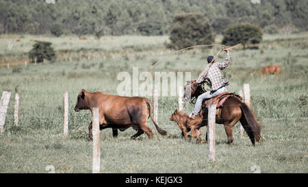 cowboy che lacera una mucca Pantanal Sud, Fazenda San Francisco, città di Miranda, Mato Grosso do sul - Brasile Foto Stock