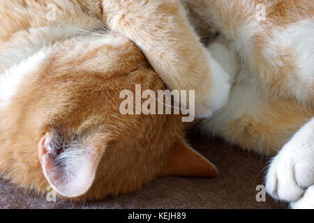 Lo zenzero gatto dorme aderenza con una zampa che copre la sua gli occhi. close-up. Foto Stock