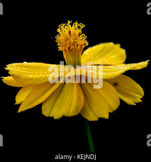 Una ripresa macro di un cosmo giallo luminosa luci bloom contro uno sfondo nero. Foto Stock