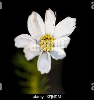 Una ripresa macro di un cosmo bianco bloom contro uno sfondo nero. Foto Stock