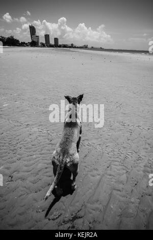 Cane sulla spiaggia di Hua Hin - Prachuap Khiri Khan, Thailandia Foto Stock