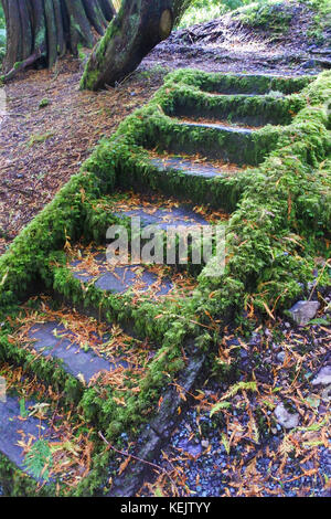 Steps, Derreen Gardens, Lauragh, County Kerry, Irlanda - John Gollop Foto Stock