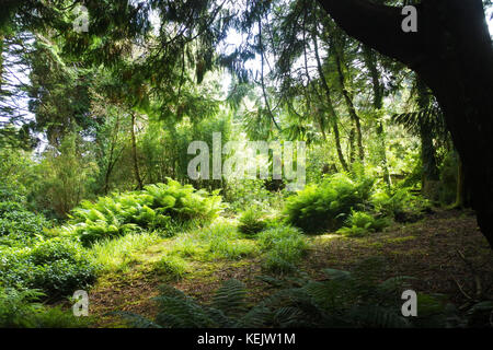 Derreen Gardens, Lauragh, County Kerry, Irlanda - John Gollop Foto Stock