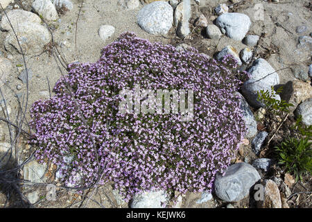 Valle del fiume Têt, vicino a Eus, Pyrénées-Orientales, Francia Foto Stock