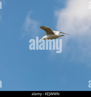 Un aringa gabbiano vola attraverso un cielo blu. Foto Stock