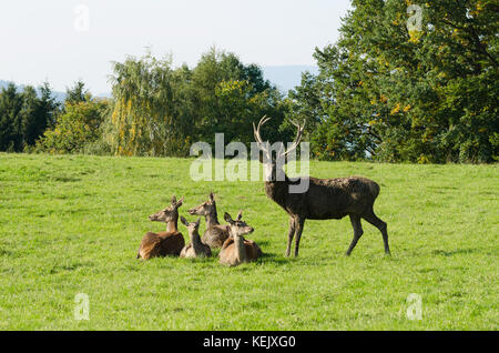 Unione di cervi rossi gruppo su un paddock in estate il sole. maturo stag (maschio) e quattro cerve (femmine). mandria di cervus elaphus in Europa occidentale. foto. Foto Stock