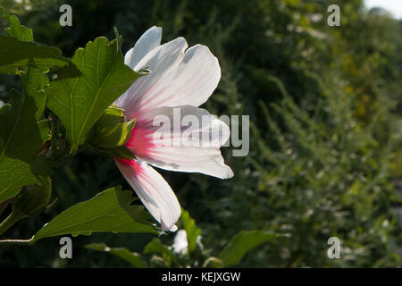 Bianco e ibisco rosa. Foto Stock