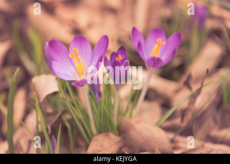 Crocus (inglese plurale: crochi o croci) è un genere di piante fiorite in iris famiglia comprendente 90 specie di piante perenni crescente da Cormòns. Foto Stock