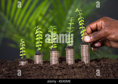 Person's Hand Holding Small Plant On Stacked Coins Foto Stock