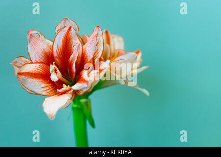 Close up bella bianca e rosa hippeastrum amaryllis flower su sfondo verde con copia spazio. fiore concetto di decorazione e la minima creative col Foto Stock