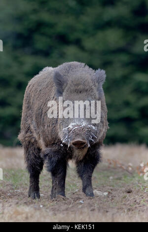 Cinghiale (Sus scrofa), tusker, Schleswig Holstein, Germania, Europa Foto Stock