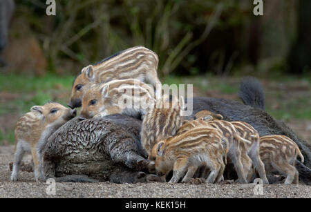 Giovani suinetti di cinghiale sul retro della scrofa (Sus scrofa), Schleswig Holstein, Germania, Europa Foto Stock