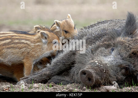 Cinghiali (Sus scrofa), seminano con un maialino, Schleswig Holstein, Germania, Europa Foto Stock