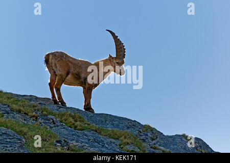 Alpine Ibex o stambecco (Capra ibex), il Grossglockner, Alti Tauri nationalpark, Carinzia, Austria Foto Stock