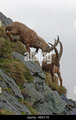 Alpine Ibex o stambecco (Capra ibex), combattimento, nationalpark hich tauern, Carinzia, Austria Foto Stock
