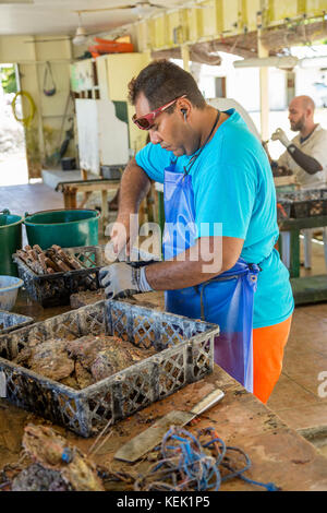 Incorniciatura di perla in Rangiroa, Polinesia Francese Foto Stock