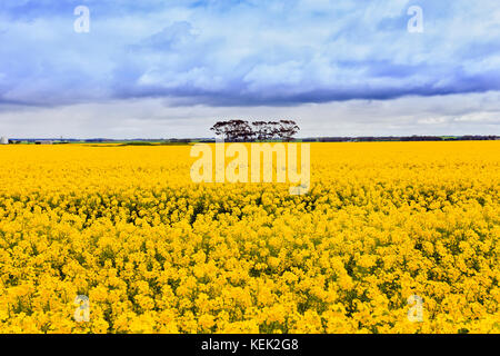 Fiore giallo canola field su di una remota fattoria in stato di Victoria. Un gruppo di gumtrees crescente all'orizzonte circondato da piante agricole. Foto Stock