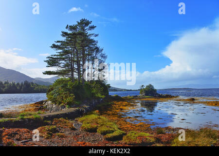 Derreen Gardens, Lauragh, County Kerry, Irlanda - John Gollop Foto Stock