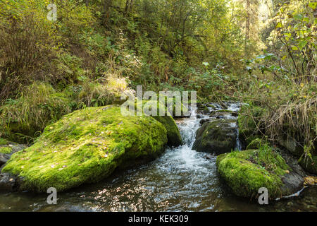 L'acqua che scorre su pietre ricoperta con MOSS. Un torrente di montagna Foto Stock