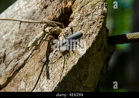 Una vista ravvicinata di un coleottero nero con lunghi roditori arrampicarsi su un ceppo di legno in una giornata di sole Foto Stock