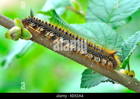 drinker Moth caterpillar, Euthrix potatoria Foto Stock