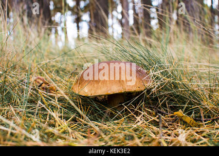 Close-up foto di un fungo con gocce di rugiada su MOSS e tra un ago in una foresta in una giornata autunnale con uno sfondo sfocato Foto Stock