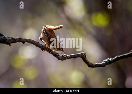 Eurasian Wren (Troglodytes troglodytes) alla ricerca di cibo, Svezia. Foto Stock