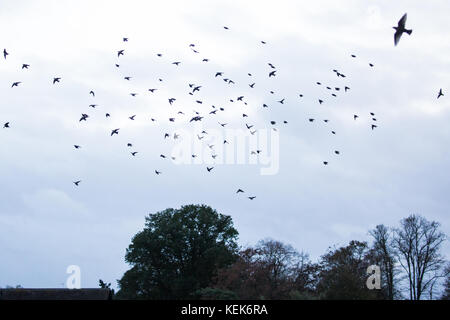 Windsor, Regno Unito. 21st Ottobre 2017. Migrazione di uccelli nel cielo sopra il ponte di Windsor mentre Storm Brian passa attraverso il Regno Unito. Credit: Mark Kerrison/Alamy Live News Foto Stock