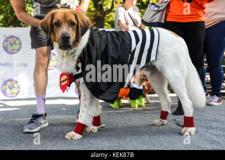 New York, Stati Uniti. 21st ottobre 2017. New YORK, NY - 21 OTTOBRE: I cani in costume partecipano alla 27th Annual Tompkins Square Halloween Dog Parade di Tompkins Square Park il 21 ottobre 2017 a New York City. Più di 500 animali indossano costumi a quello che è conosciuto come uno dei più grandi eventi di Halloween cani negli Stati Uniti. (Foto: William VOLCOV/BRAZIL PHOTO PRESS) credito: Brasile Photo Press/Alamy Live News Foto Stock