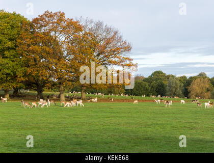 Richmond, Londra, Regno Unito. 22 ottobre 2017: Una mattina soleggiata e frizzante a Richmond, dopo i forti venti associati alla tempesta Brian che ha colpito la capitale durante il fine settimana. I cervi si riuniscono a Richmond Park tra i colori autunnali degli alberi. Crediti: Bradley Smith/Alamy Live News. Foto Stock