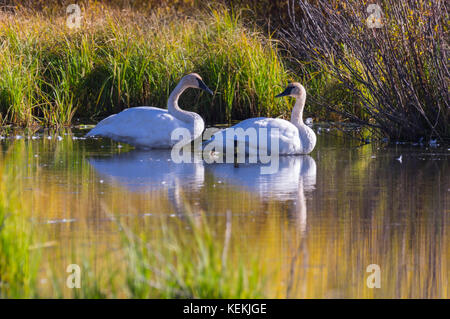 Un paio di trumpeter cigni in un lago calmo con affetto guardando ogni. Foto Stock