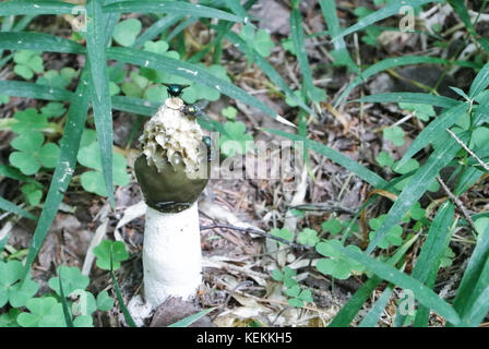 Stinkhorn comune (phallus impudicus), e mosche attirate con il suo odore in erba verde foresta a. Foto Stock