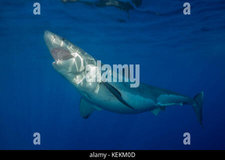 Il grande squalo bianco, Carcharodon carcharias, Isola di Guadalupe, in Messico Foto Stock