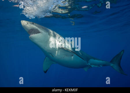 Il grande squalo bianco, Carcharodon carcharias, Isola di Guadalupe, in Messico Foto Stock