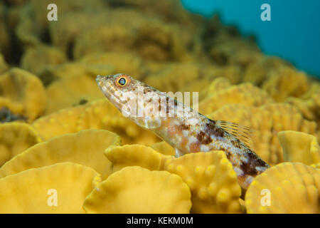 Variegato, lizardfish synodus variegatus, Marsa Alam, Mar Rosso, Egitto Foto Stock