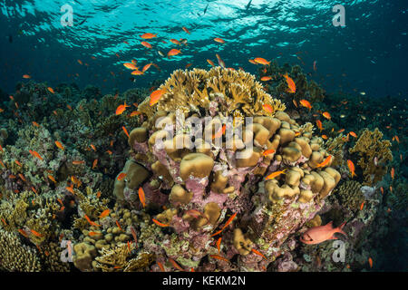 Lyretail Anthias sulla barriera corallina, Pseudanthias squamipinnis, Marsa Alam, Mar Rosso, Egitto Foto Stock