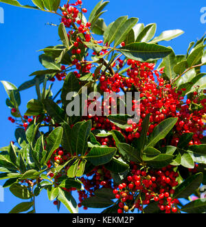 Frutti maturi di Zanthoxylum piperitum, pepe giapponese, pricklyash o sansh , rosso in autunno ha oli pungente trovati in foglie, radici corteccia. Foto Stock