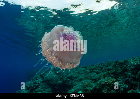 Il cavolfiore meduse, Cephea cephea, Marsa Alam, Mar Rosso, Egitto Foto Stock