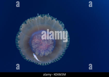 Il cavolfiore Meduse e novellame, Cephea cephea, Elphinstone Reef, Mar Rosso, Egitto Foto Stock