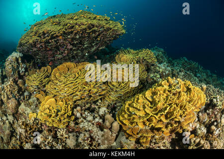 Giallo Corallo di scorrimento, Turbinaria reniformis, Marsa Alam, Mar Rosso, Egitto Foto Stock