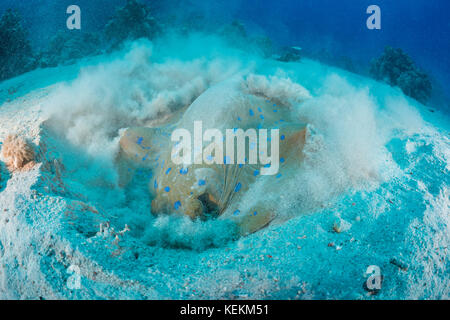 Bluespotted Ribbontail Ray, Taeniura lymma, Fury Shoal, Mar Rosso, Egitto Foto Stock