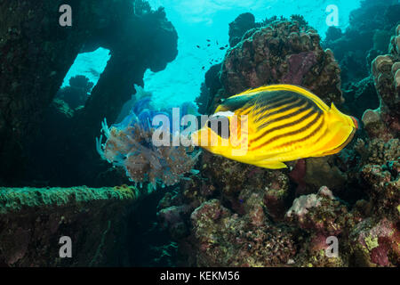 Raccoon butterflyfish mangiare meduse, chaetodon fasciatus, Fury Shoal, Mar Rosso, Egitto Foto Stock