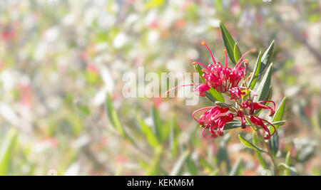 Fiori australiani Grevillea condoglianze con sfondo bokeh spazio copia Foto Stock