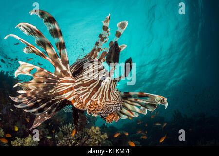 Leone comune, Pterois miles, Fury Shoal, Mar Rosso, Egitto Foto Stock
