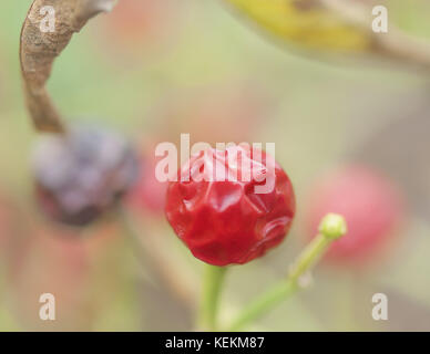 Sfera rossa peperoncino in esempio di fotografia minimalista Foto Stock