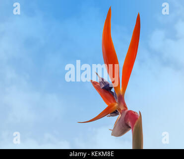 Strelitzia reginae, uccello del paradiso gru fiore vista posteriore contro il cielo blu Foto Stock