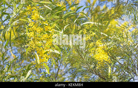 Giallo dorato di bargiglio fiori che sbocciano nel bush australiano in inverno Foto Stock