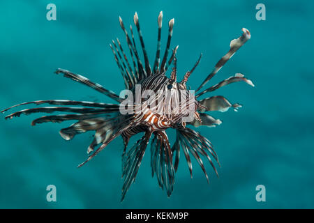 Leone comune, Pterois miles, Elphinstone Reef, Mar Rosso, Egitto Foto Stock