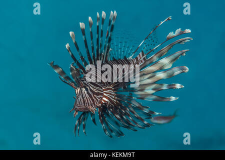 Leone comune, Pterois miles, Elphinstone Reef, Mar Rosso, Egitto Foto Stock